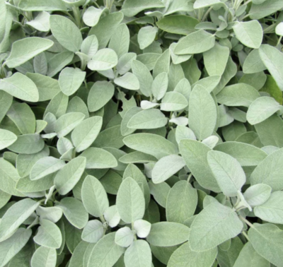 Sage &#39;Berggarten&#39; - 6&quot;