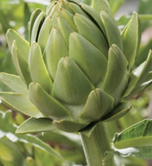 Artichoke &#39;Green Globe&#39; OG - 4&quot;