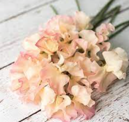 Sweet Pea &#39;Mollie Rilstone&#39; - 6pk