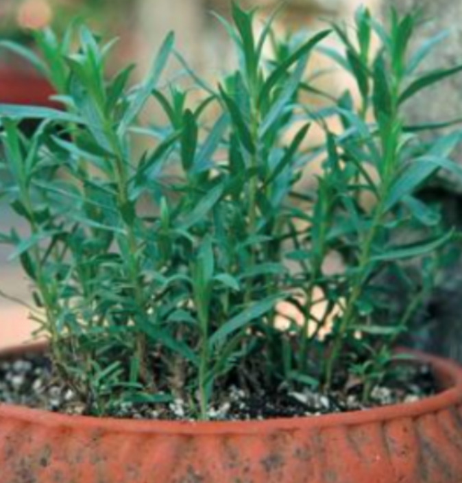 Tarragon &#39;French&#39; - 6&quot;