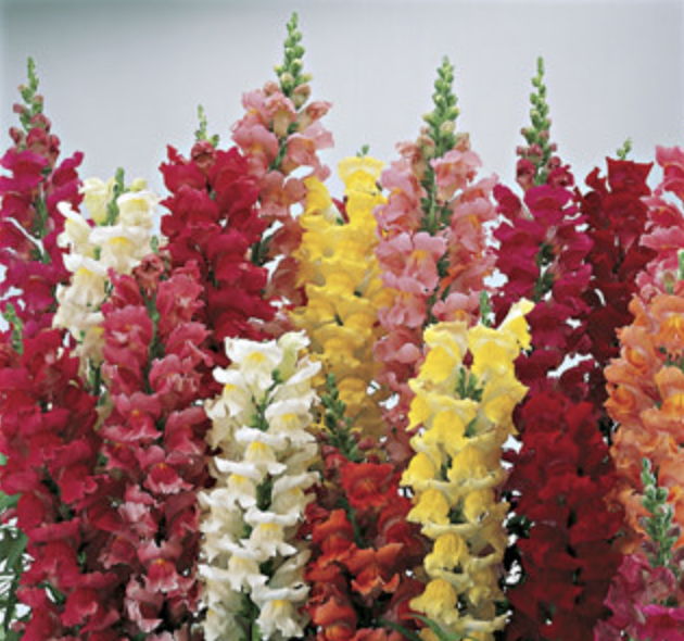 Snapdragon &#39;Liberty Mix&#39; - 6pk