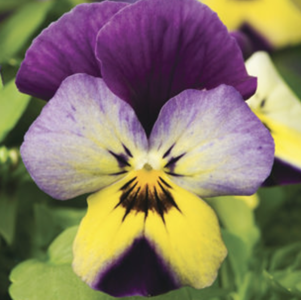 Viola &#39;Endurio Blue Yellow with Purple Wing&#39; - 6pk