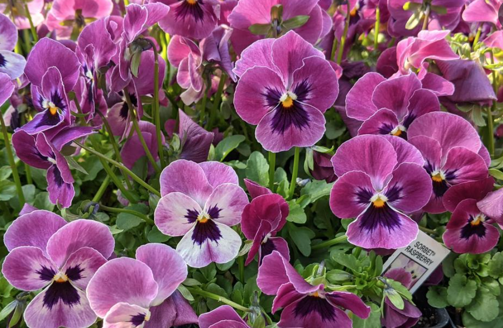 Viola &#39;Sorbet Raspberry&#39; - 6pk