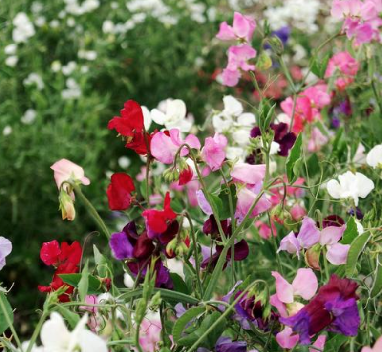 Sweet Pea &#39;Incense Mix&#39; - 6pk