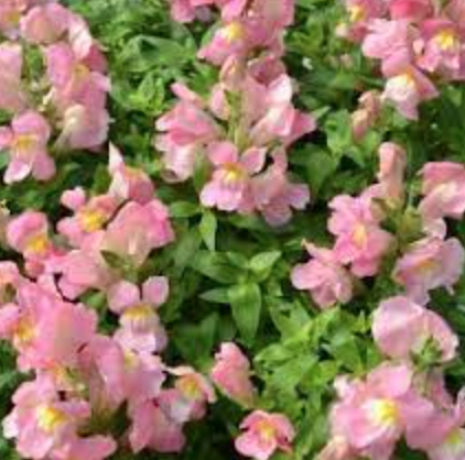 Snapdragon &#39;Snapshot Pink&#39; - 6pk