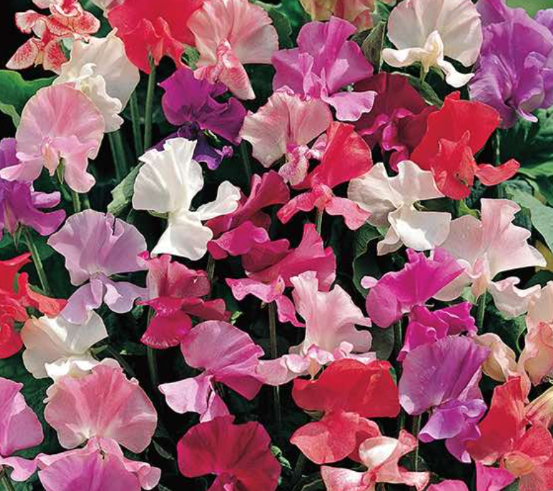 Sweet Pea &#39;Fragantissima Mix&#39; - 6pk