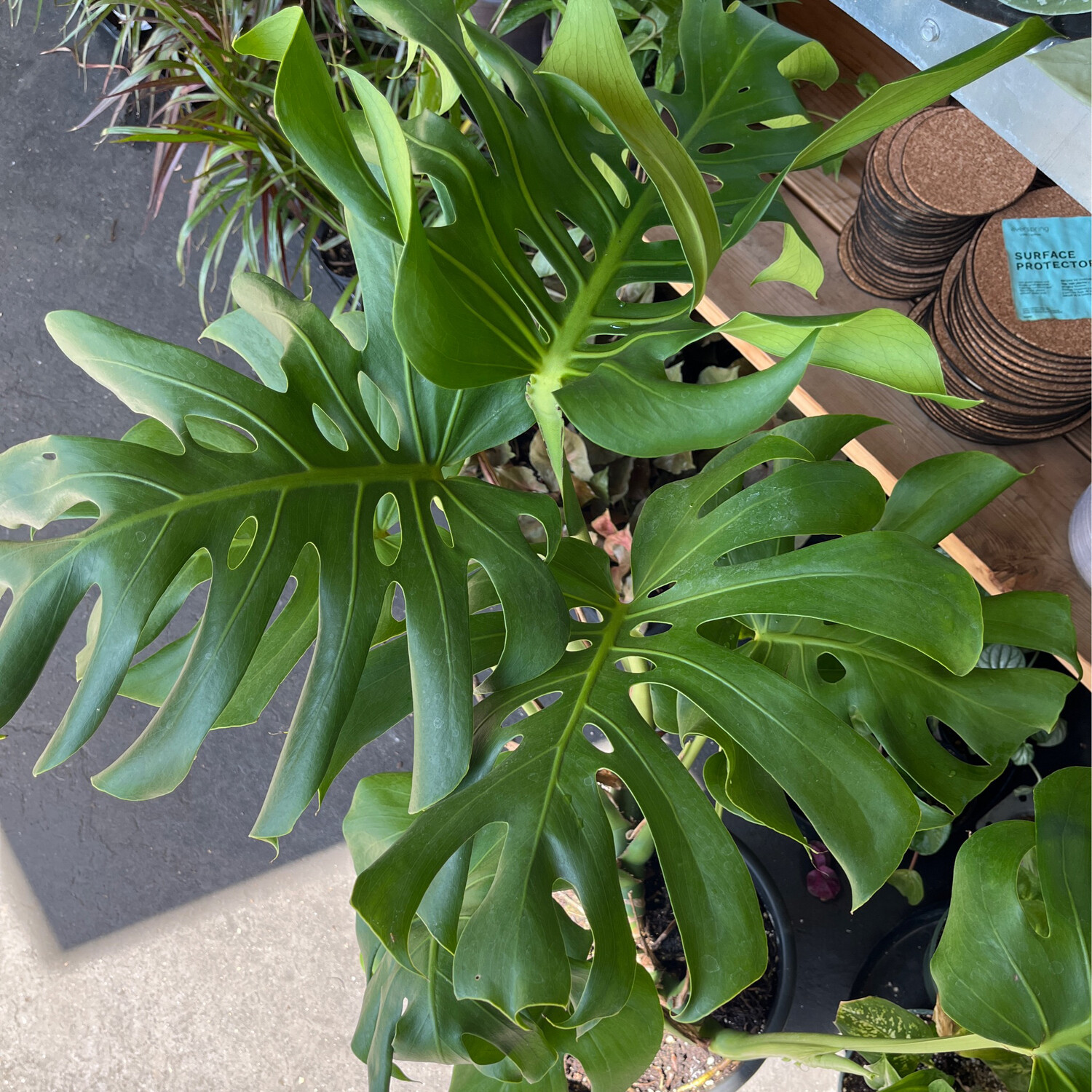 Monstera deliciosa - 12&quot;