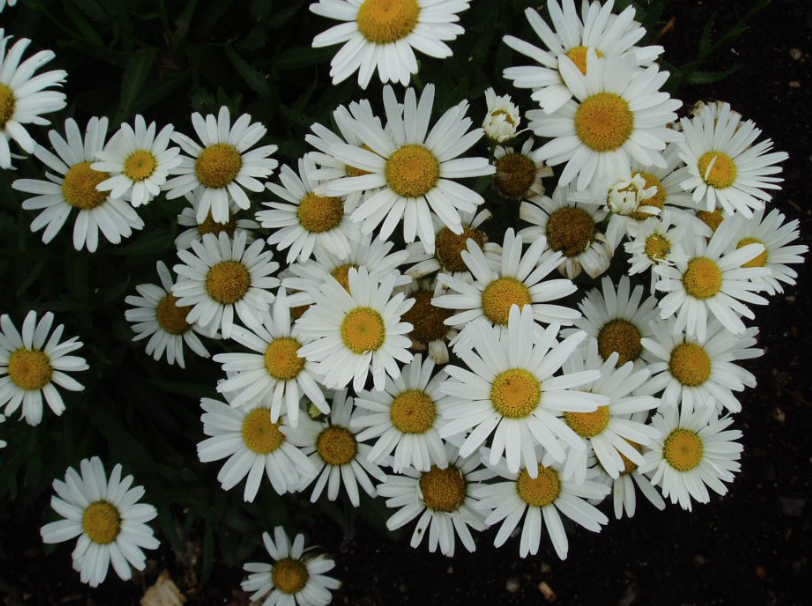 Shasta Daisy &#39;Snow Lady&#39; - 6pk