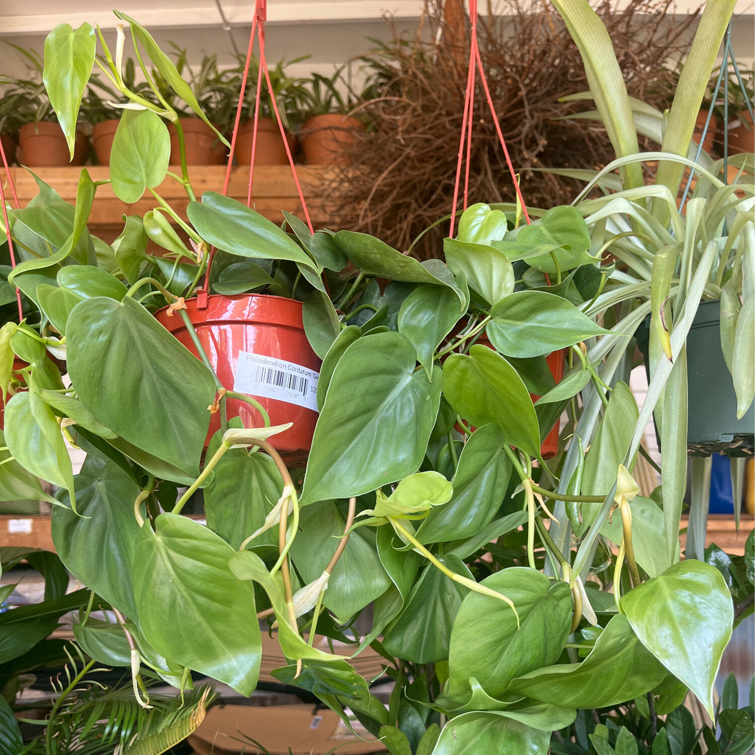 Philodendron Cordatum &#39;Green&#39; - 6&#39;&#39;