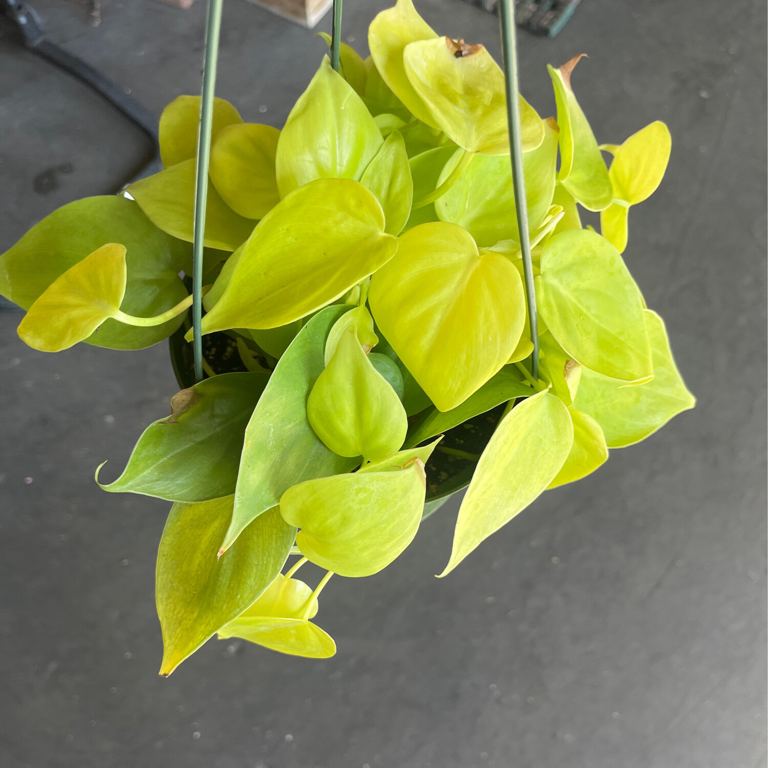 Philodendron cordatum &#39;Neon&#39; - 6&quot;