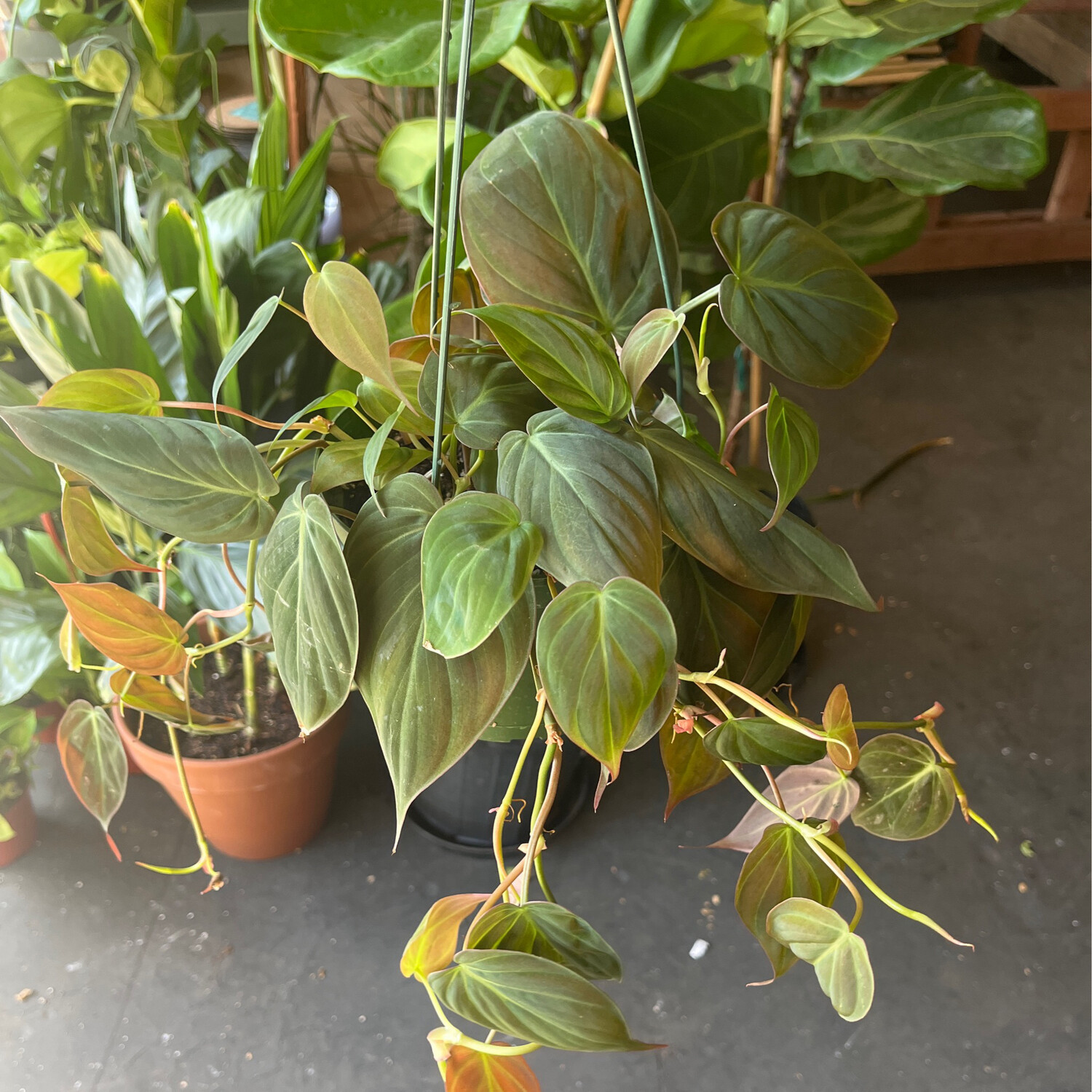 Philodendron Micans - 6&quot;