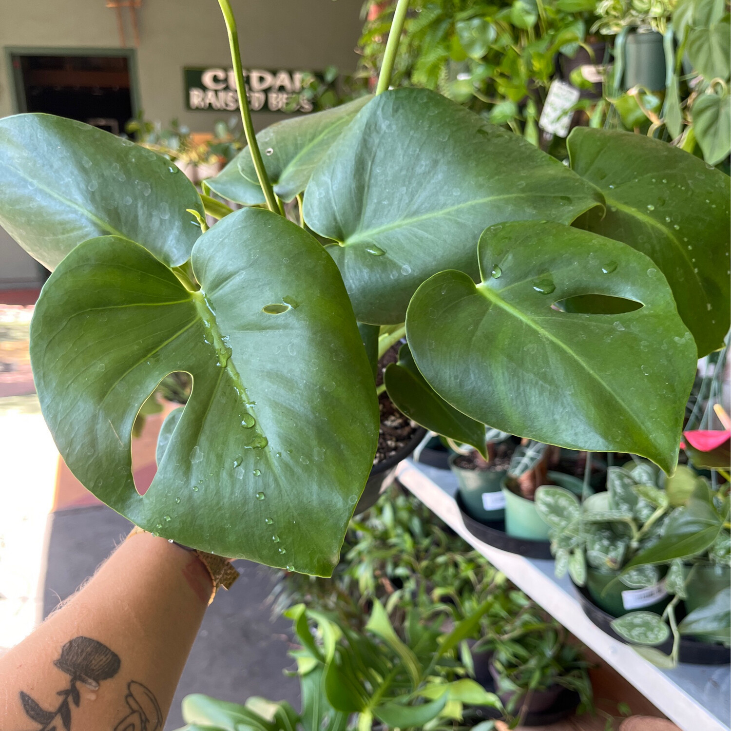 Monstera deliciosa (Split Leaf) - 6&quot;