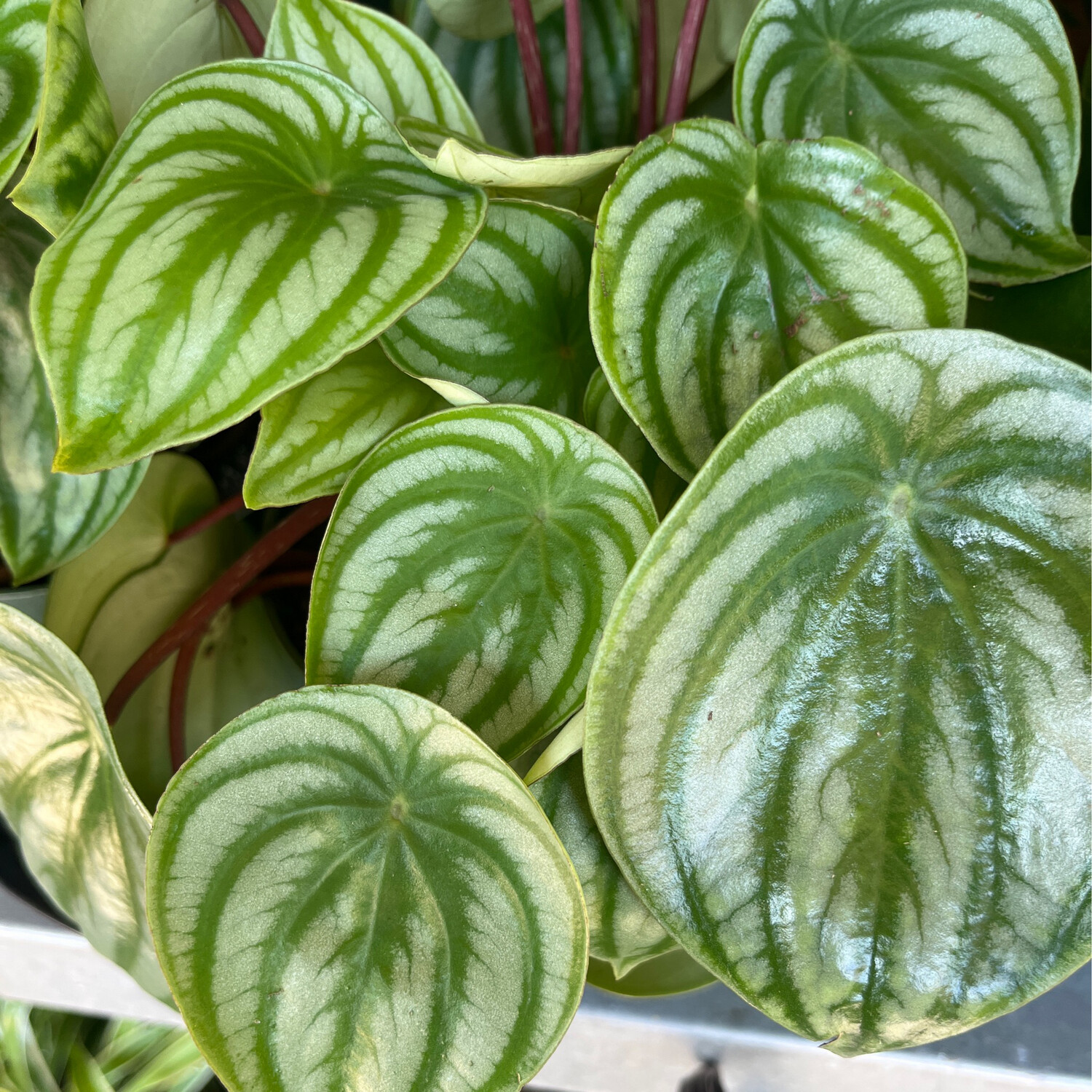 Peperomia &#39;Watermelon&#39; - 6&quot;