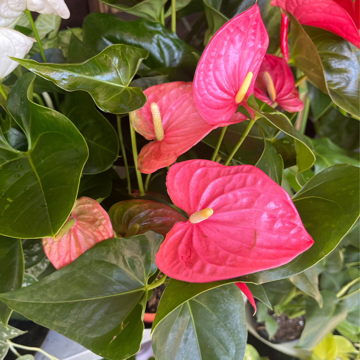 Anthurium &#39;Maine&#39; (bright pink) - 6&quot;