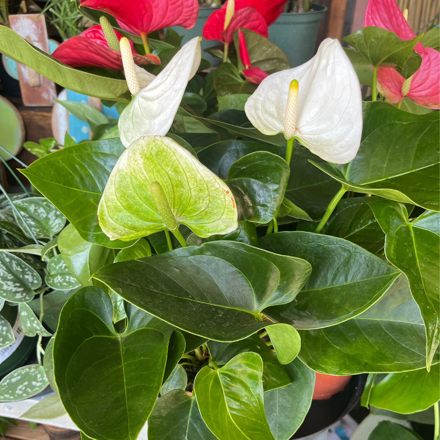 Anthurium &#39;Sierra White&#39; - 6&quot;