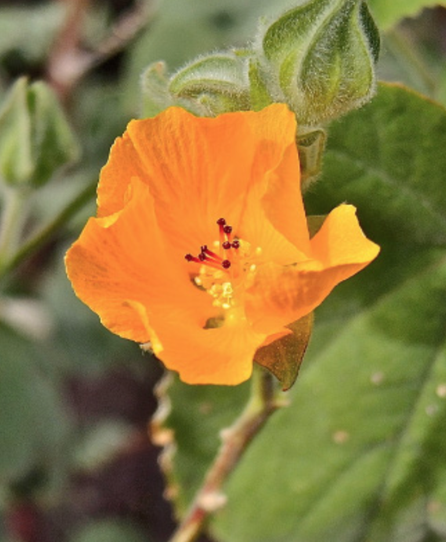 Abutilon palmeri (​Indian Mallow) - 1g