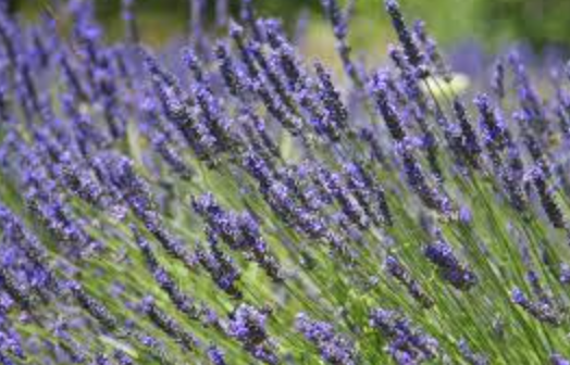 Lavandula &#39;Provence&#39; - 1g