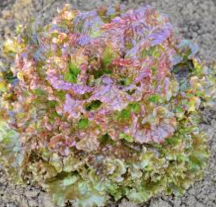 Lettuce &#39;New Red Fire&#39; -6pk