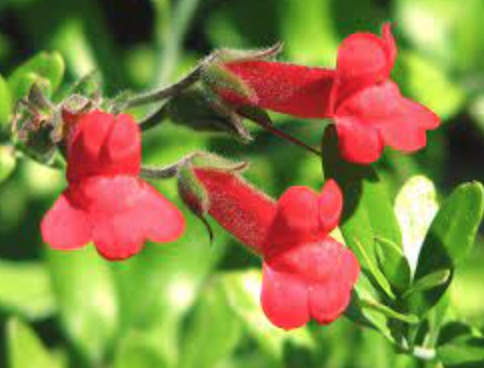 Galvezia speciosa &#39;Boca Rosa&quot; - 1g