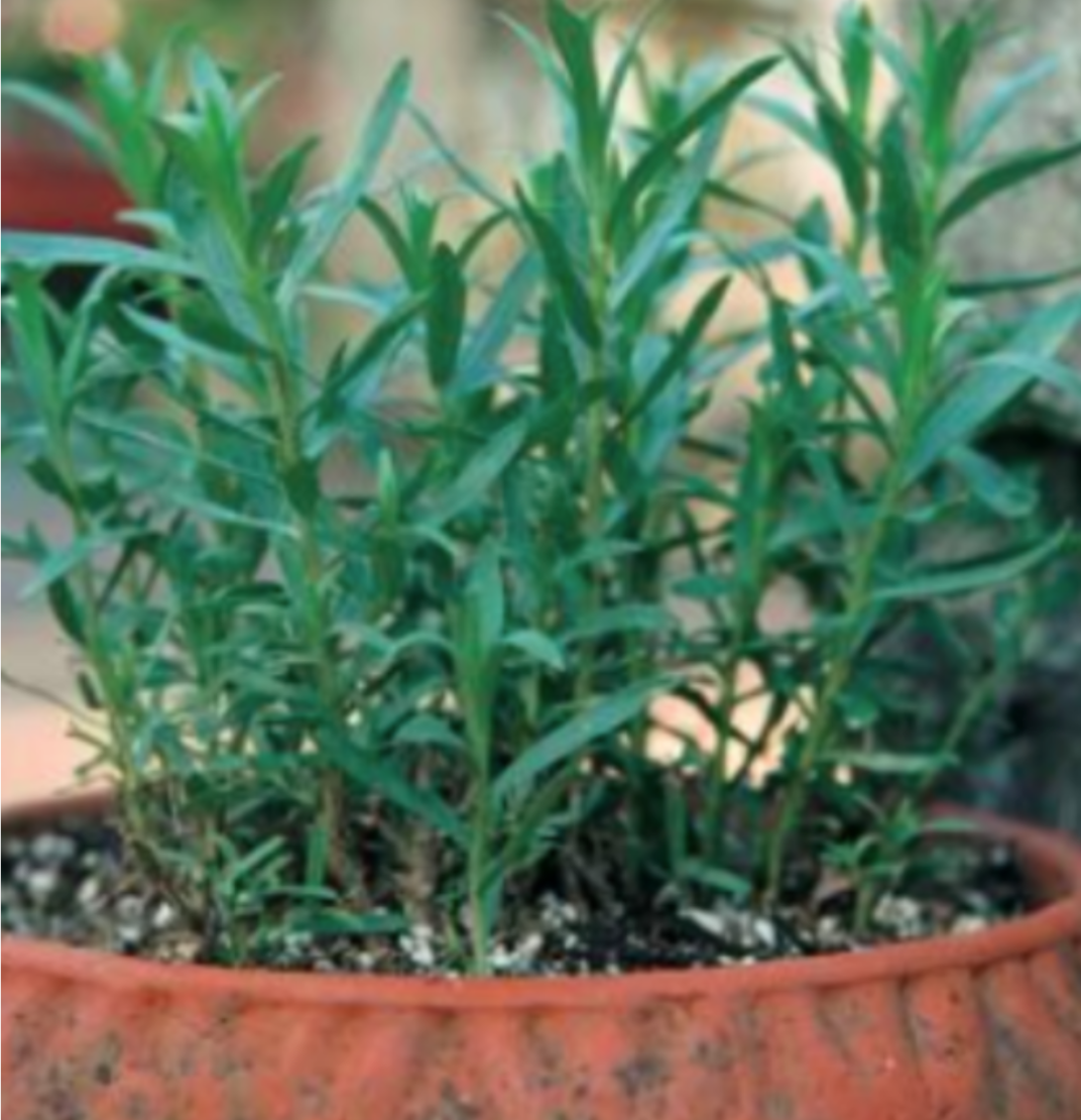 Tarragon &#39;French&#39; OG - 4&quot;