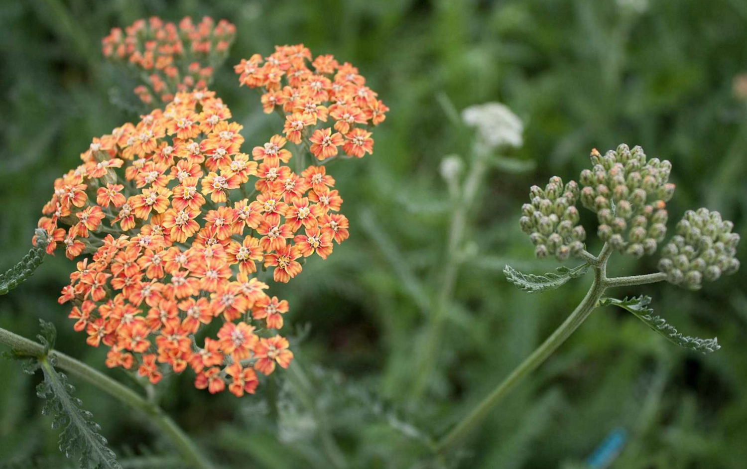 Achillea &quot;Terracotta&quot; - 1g