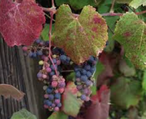 Vitis californica &#39;Roger&#39;s Red&#39; Grape - 5g