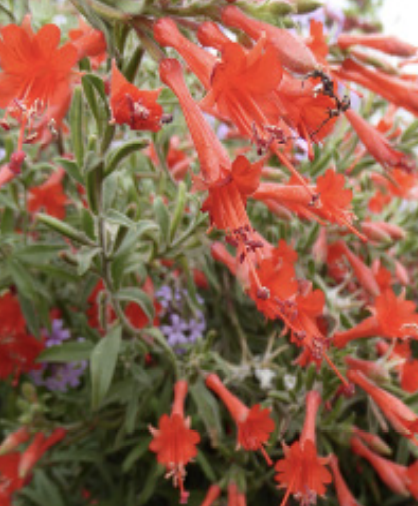 Calistoga California Fuchsia - 1 gal
