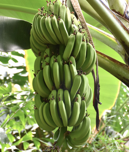 Dwarf Cavendish Banana - 5g