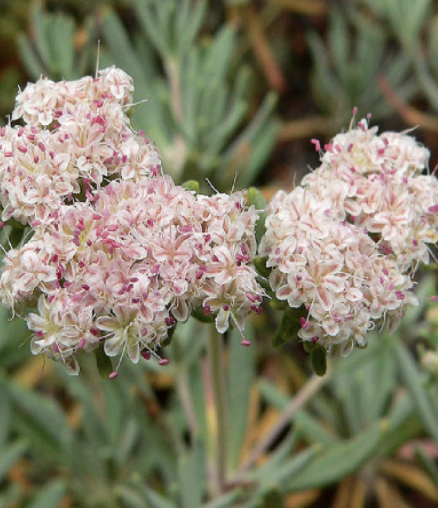 Eriogonum arborescens - 5g