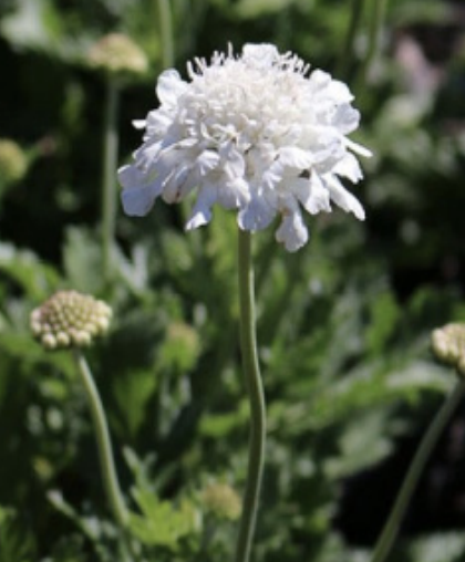 Scabiosa &quot;Fama white&quot; 1 gal