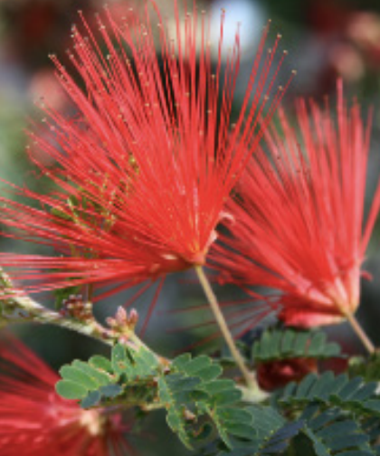 Calliandra californica (Red fairy duster)  - 1g