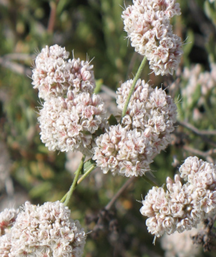 Eriogonum fasciculatum &#39;Dana Point&#39;  - 1g