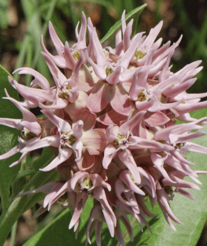 Asclepias speciosa (Showy Milkweed) - 4&quot;