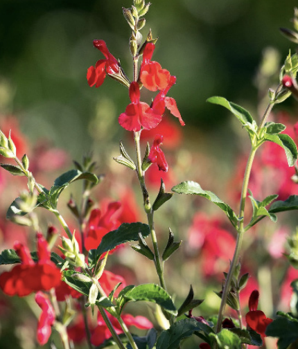 Radio Red Salvia Greggi - 4&#39;&#39;