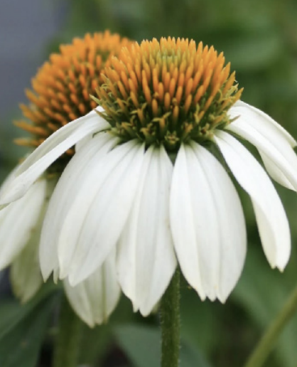 Echinacea &quot;Pow Wow White&quot;