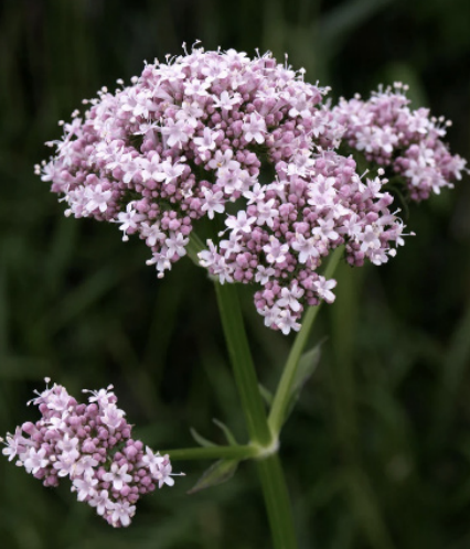 Heriloom Valerian - 4&quot; 