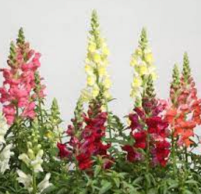 Snapdragon &#39;Sonnet Mix&#39; - 6pk
