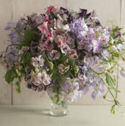 Sweet Pea &#39;Ripple Mix&#39; - 6pk