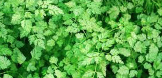 Chervil - 4&quot;
