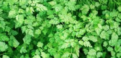 Chervil - 4&quot;