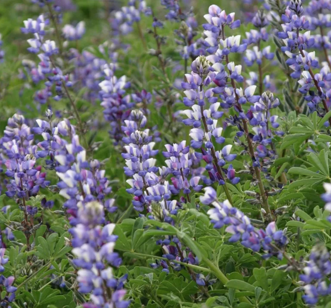 Arroyo Lupine Seeds