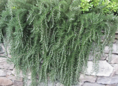 Rosemary &#39;Trailing&#39; OG - 4&quot;