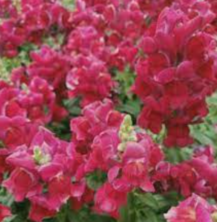 Snapdragon &#39;Floral Showers Fuchsia&#39; - 6pk