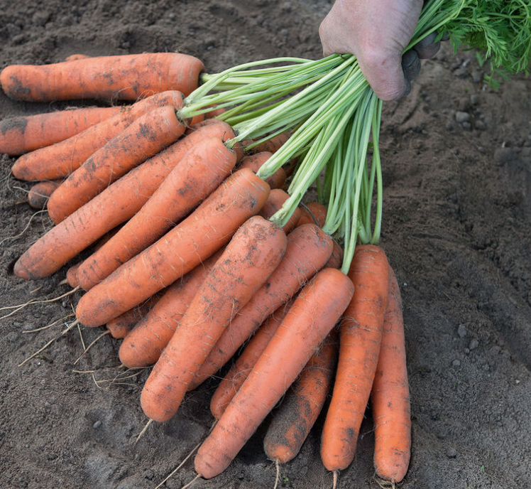 Carrot &#39;Naval&#39; OG - 6pk