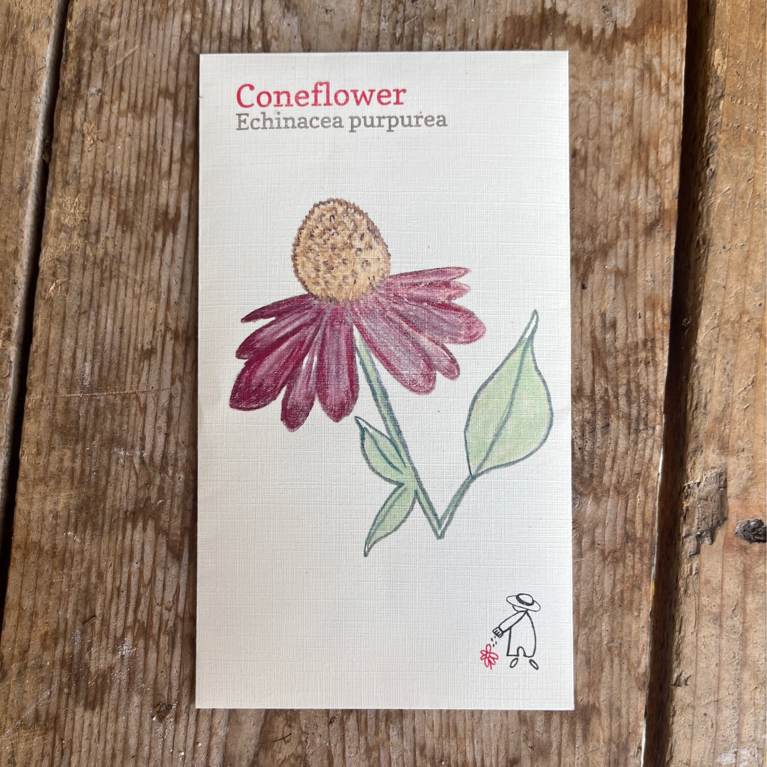 Echinacea Purpurea (Coneflower) Seeds