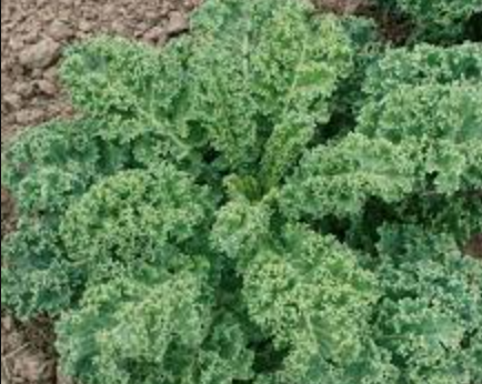 Kale &#39;Dwarf Blue&#39; OG - 4&quot;