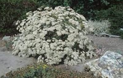 Eriogonum giganteum (St. Catherine's Lace) - 1g