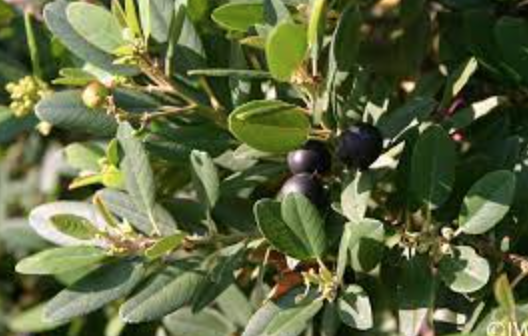 Rhamnus californica ‘Mound San Bruno’ (Frangula) - 1g