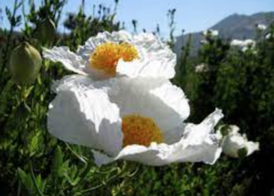Romneya coulteri (Matilija Poppy) - 5g