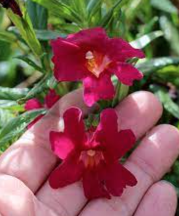 Mimulus &#39;Jelly Bean RED&#39; (Monkeyflower) - 1g